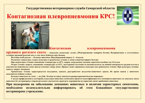 Контагиозная плевропневмония крупного рогатого скота (КПП КРС)