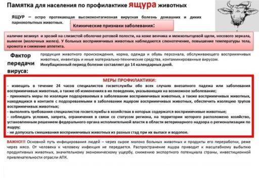 Ящур (афтозная лихорадка, рыльно-копытная болезнь) — это острое вирусное высококонтагиозное заболевание из группы зоонозов, то есть инфекционное, которое передаётся от животных к человеку.