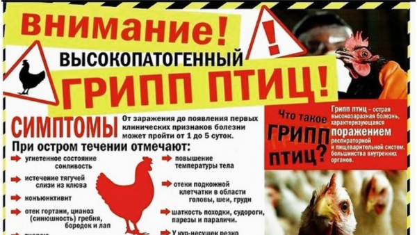 Осторожно! Птичий грипп!
