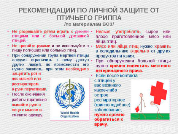 Осторожно птичий грипп